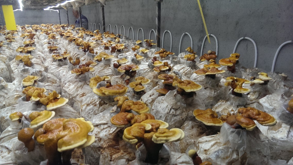 Commercial production of Ganoderma mushroom