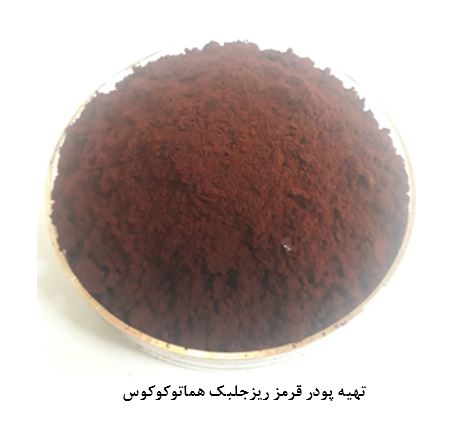 تولید